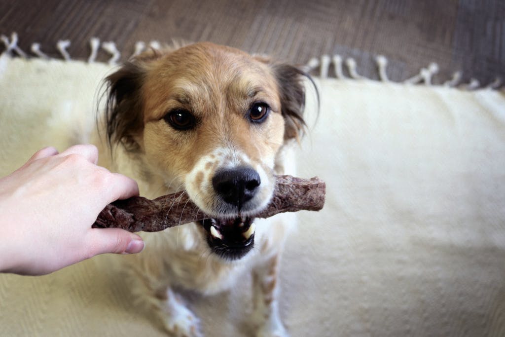 Safe and Nutritious: The Benefits of Feeding Your Pet Unique Treats like Duck Heads and Pig Snouts