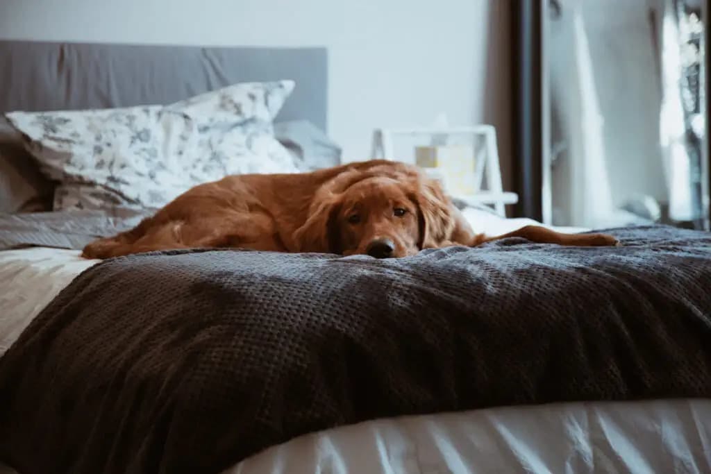 To Sleep or Not to Sleep: The Pros and Cons of Allowing Your Dog to Sleep in Your Bed