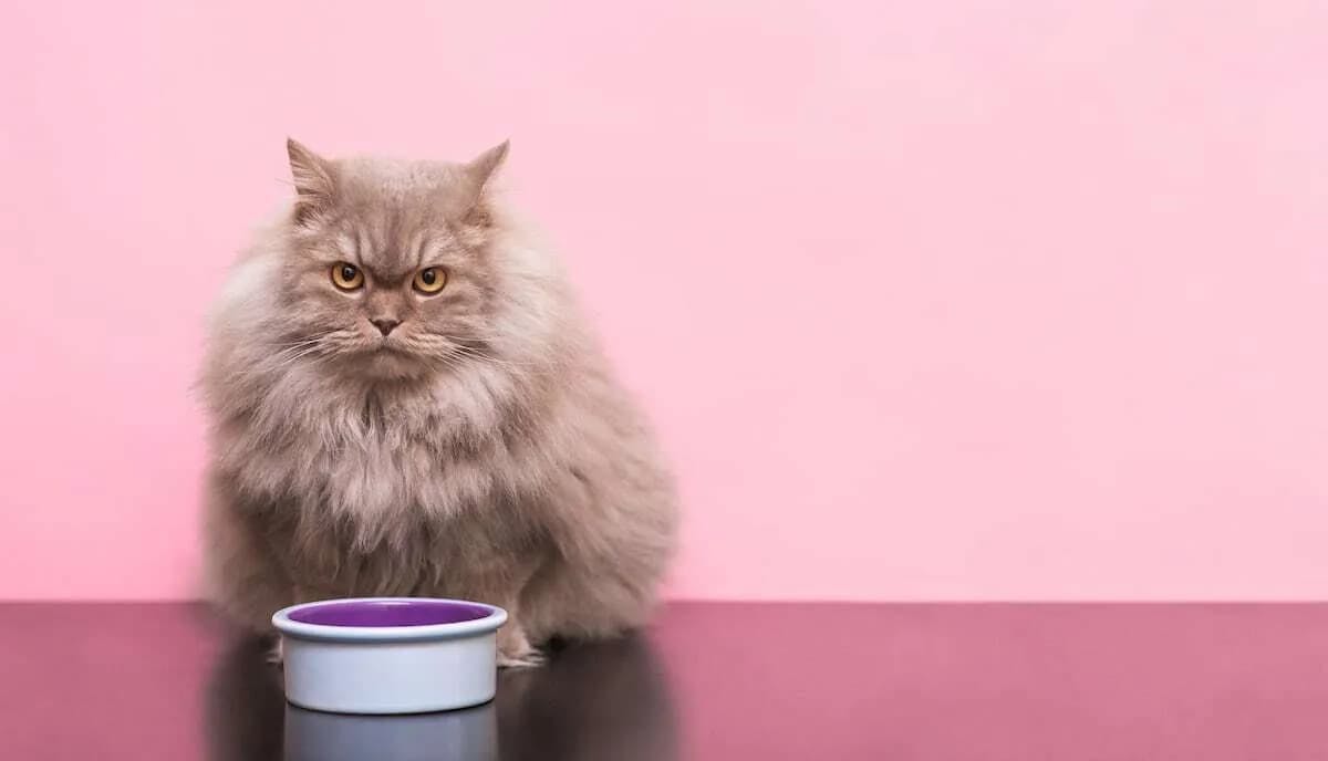 Wet vs. Dry: A Head-to-Head Comparison of Canned and Freeze-Dried Cat Food