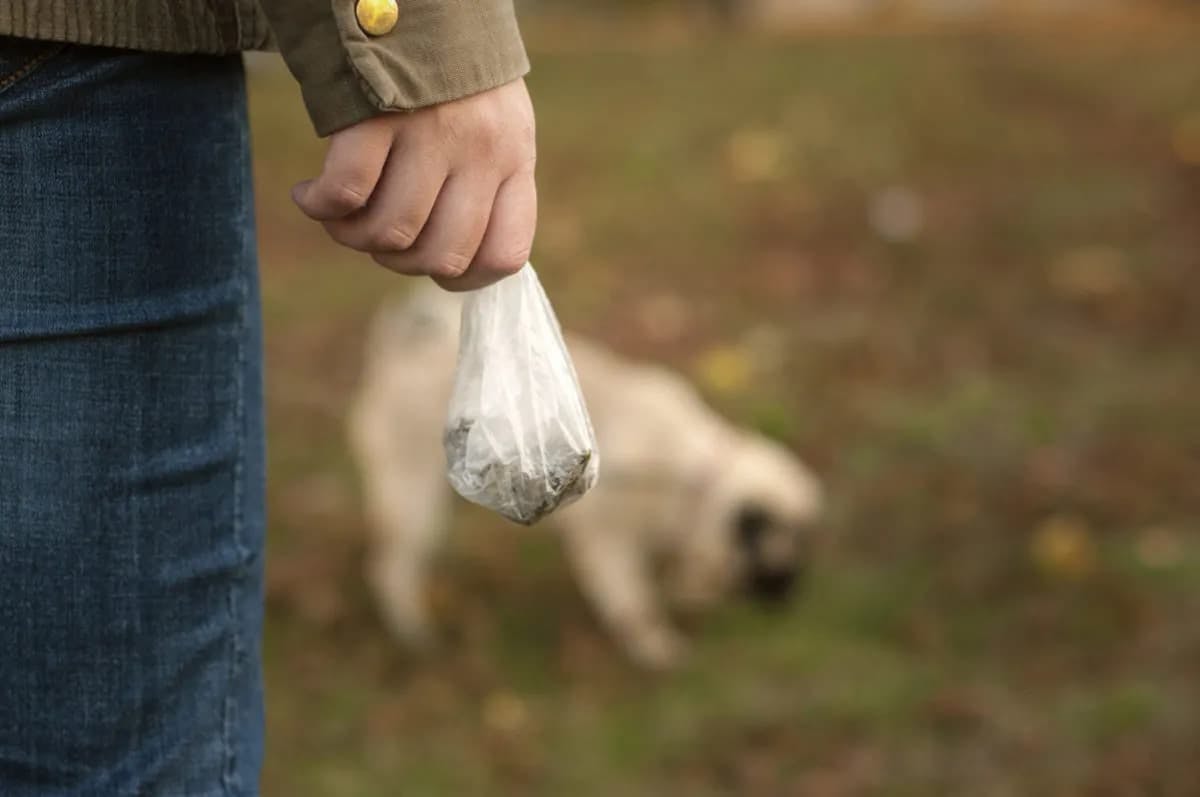 Why Is My Dog'S Poop White? | Vital Essentials | Vital Essentials Raw Pet  Food