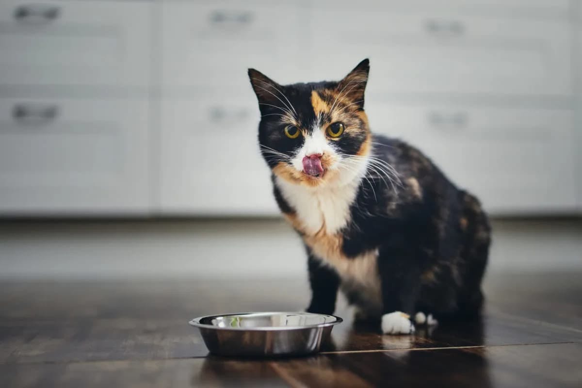 The Ultimate Guide to Choosing the Right Cat Food for Your Feline Friend