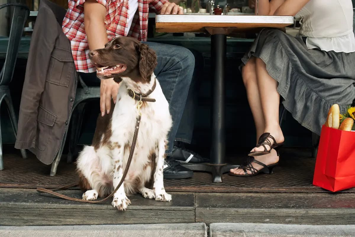 Top 8 Dog-Friendly Restaurant Chains: Dine Out with Your Canine Companion at These Popular Spots