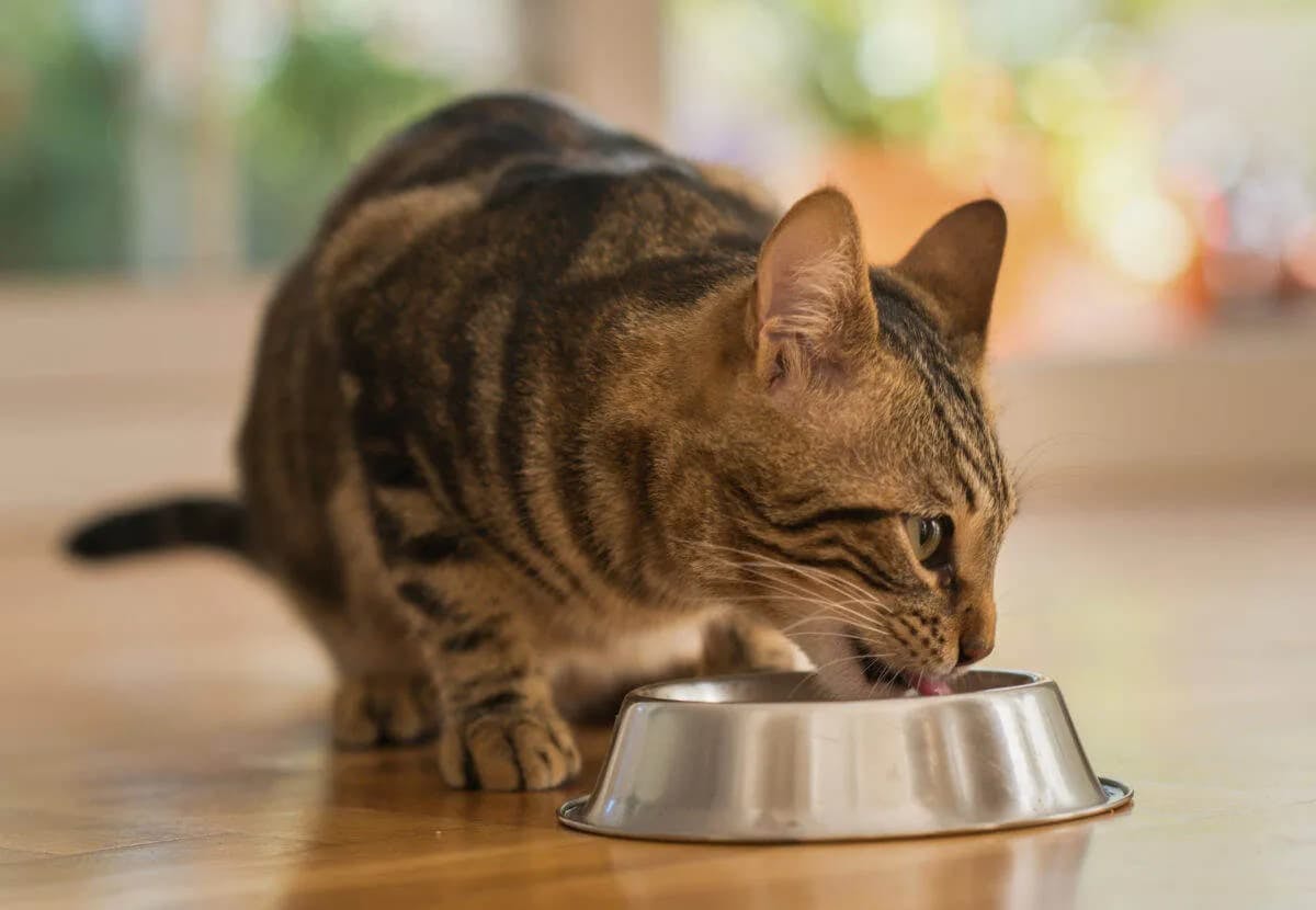 The Surprising Benefits of Pork in Your Cat's Diet: Why Veterinarians Recommend Including Pork in Your Cat's Meal Plan