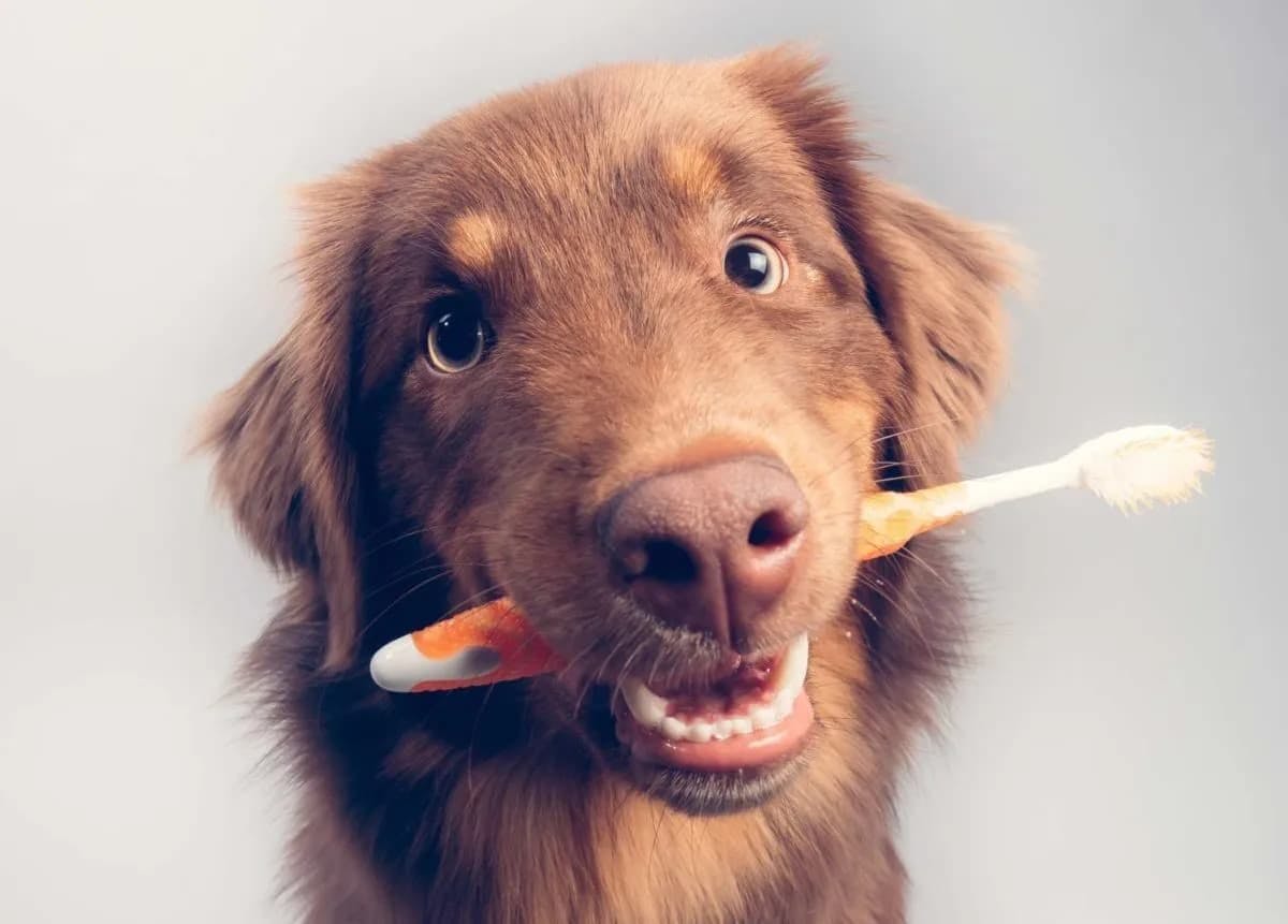 Eliminate Bad Dog Breath: 4 Easy Steps to Cure Bad Dog Breath