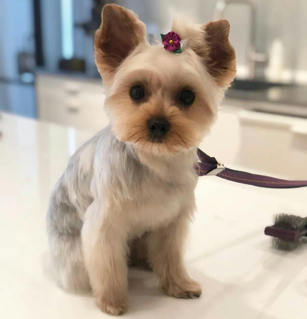 Pet Grooming 101 from @Styledby_Alli: Tips and Tricks for Keeping Your Pet Looking and Feeling Their Best