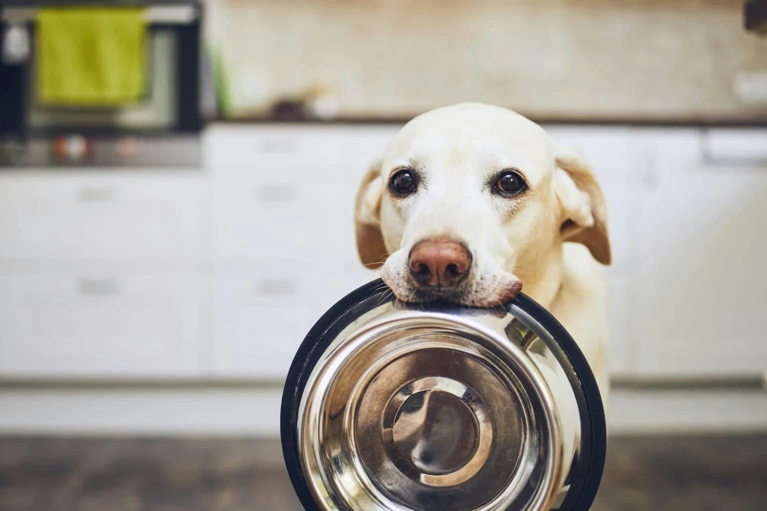 Raw Feeding 101: A Beginner's Guide to Starting a Raw Diet for Your Dog or Cat