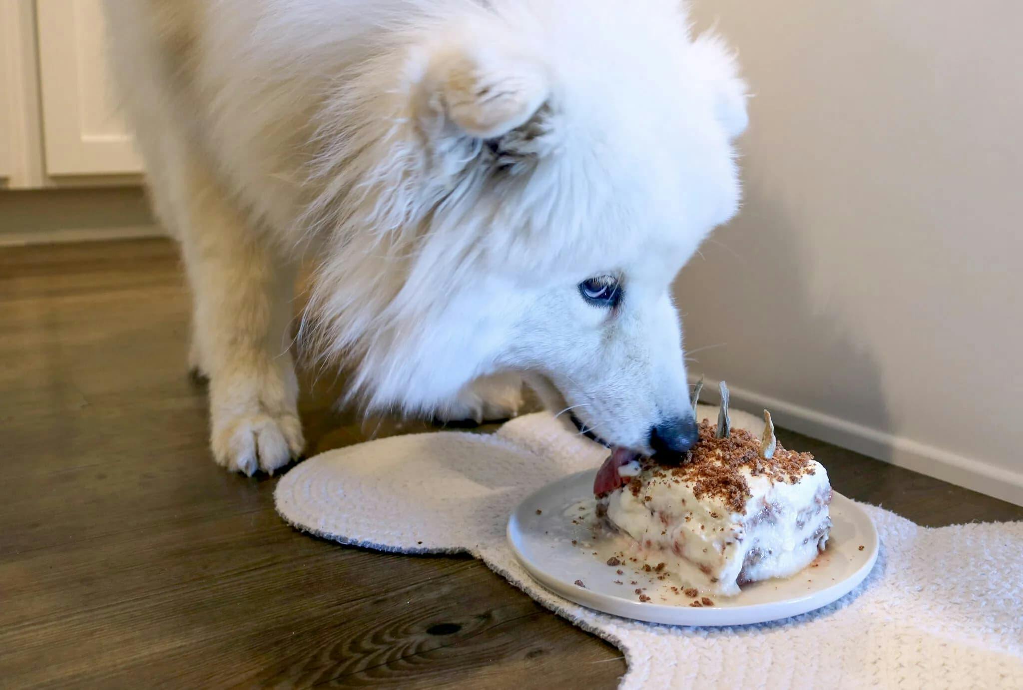 Celebrate Your Dog's Birthday in Style with this Gluten-Free, Grain-Free, and Guilt-Free Cake Recipe