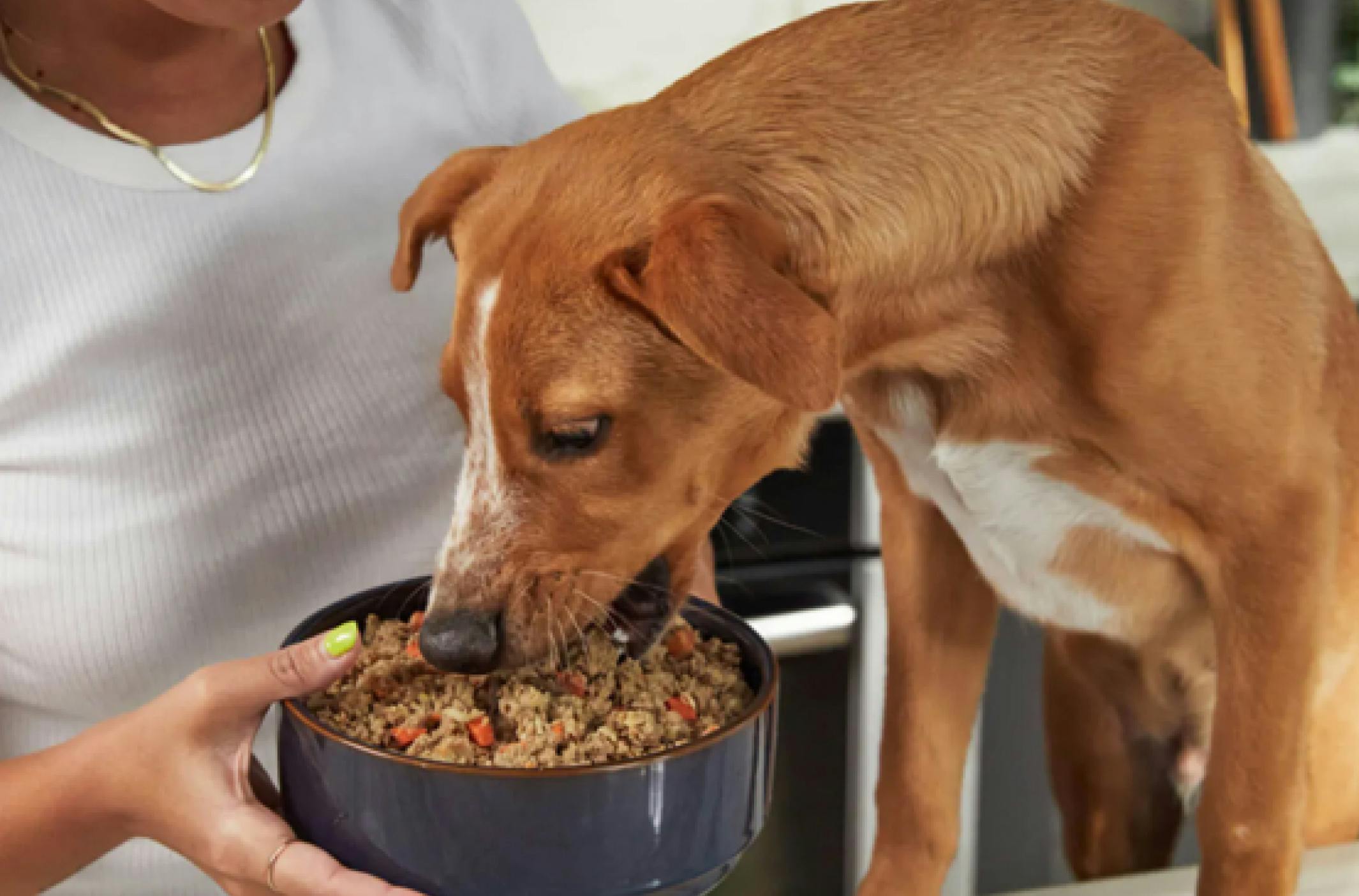 Is Gluten Safe for Fido? Investigating the Debate on Gluten in Dog and Cat Diets