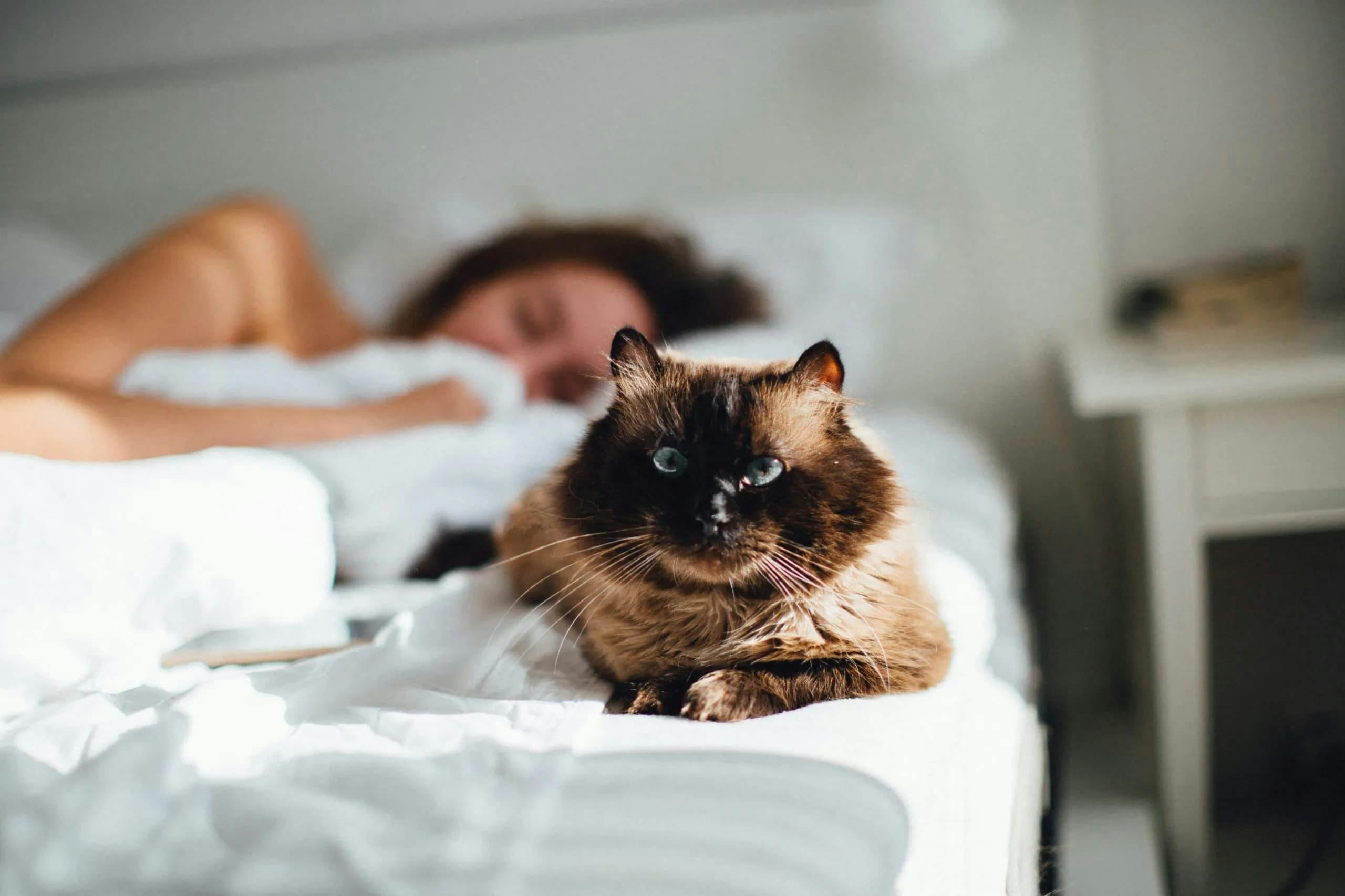 A Guide to Adjusting Your Pets’ Schedule for Daylight Saving Time