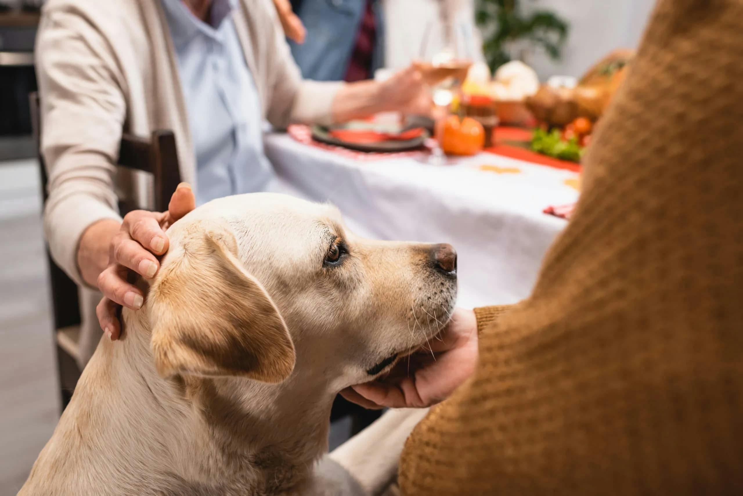 Should Dogs and Cats Consume Table Scraps? Understanding the Pros and Cons of Feeding Your Pets Leftovers
