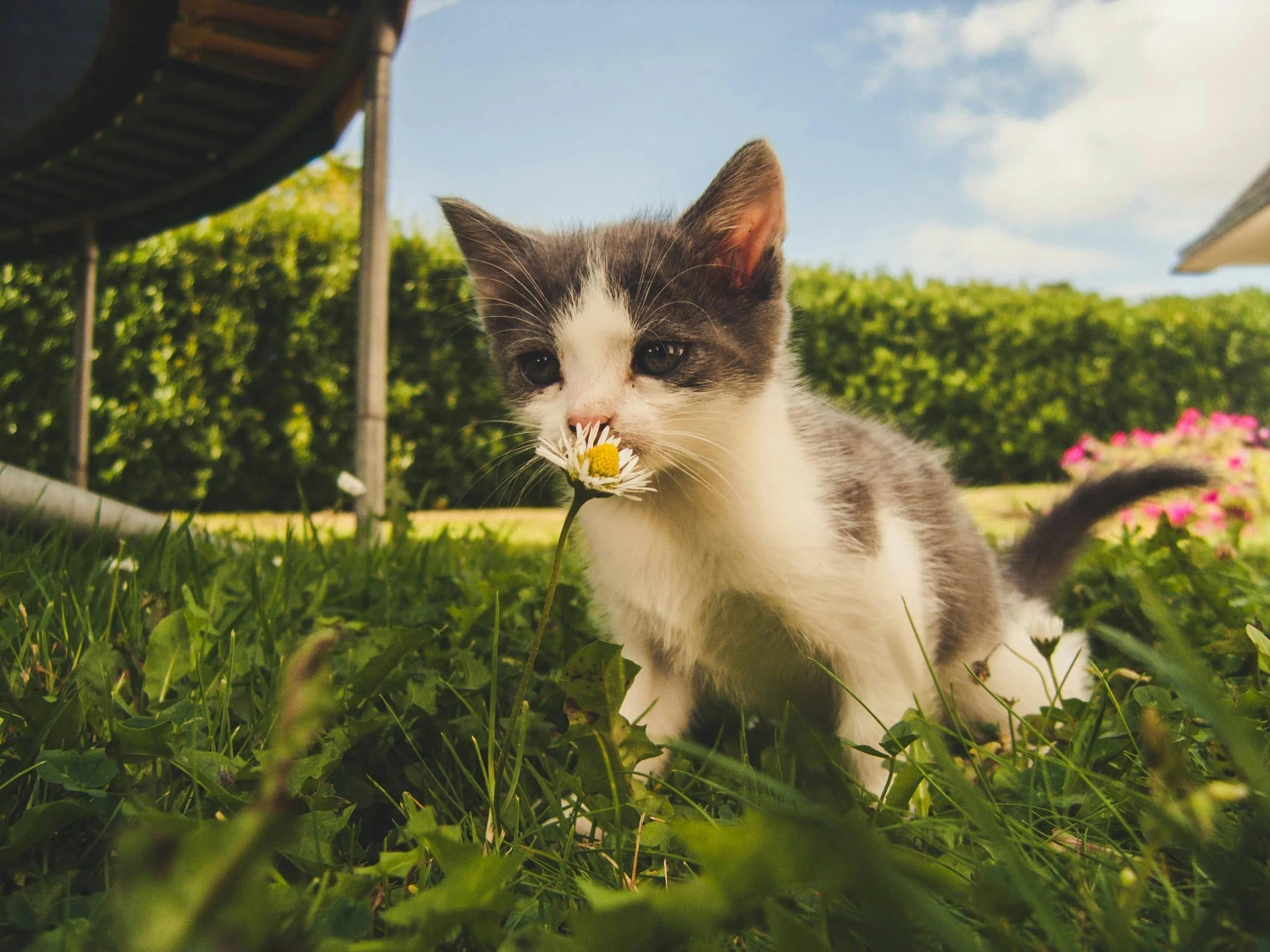 Why Does My Pet Eat Grass? Uncovering the Reasons and How to Help