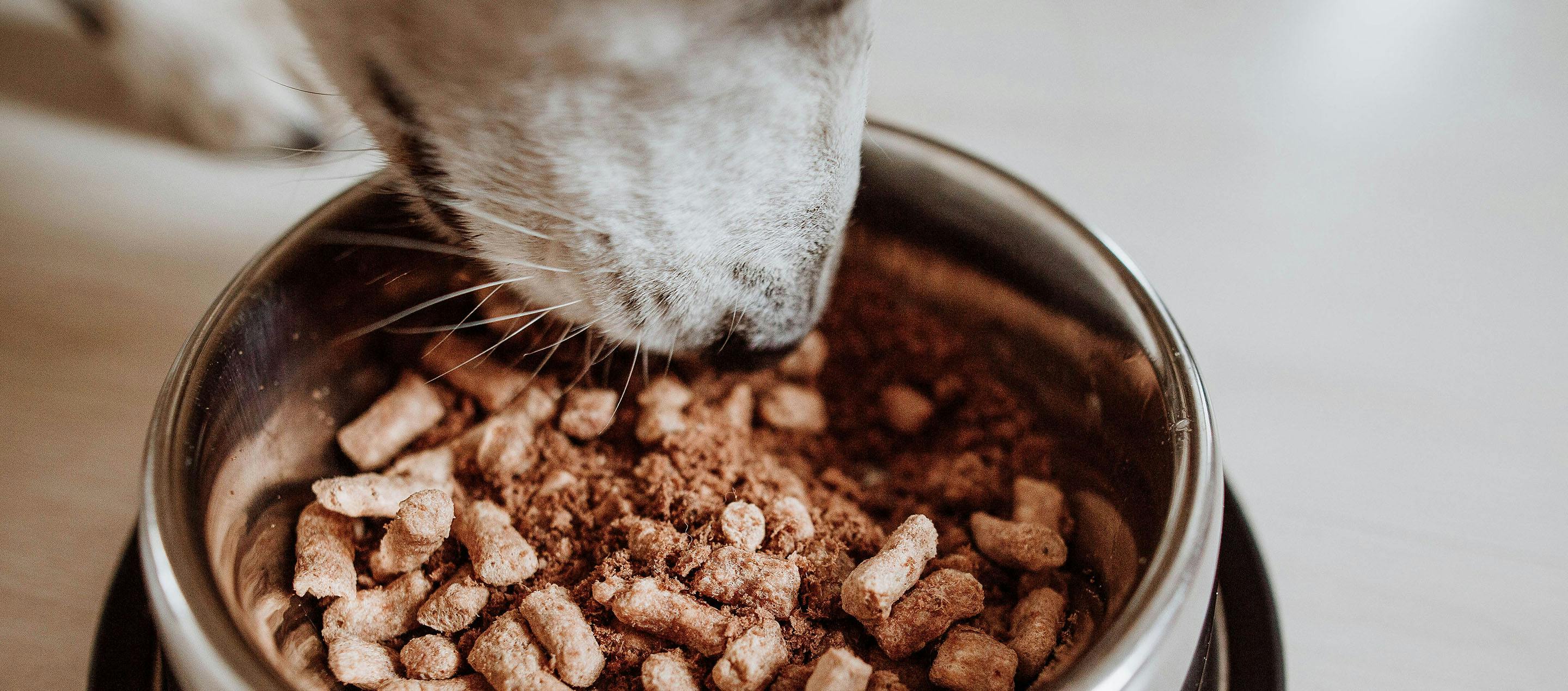 Why Incorporating Some Raw Food into Your Pet's Diet is Better Than None