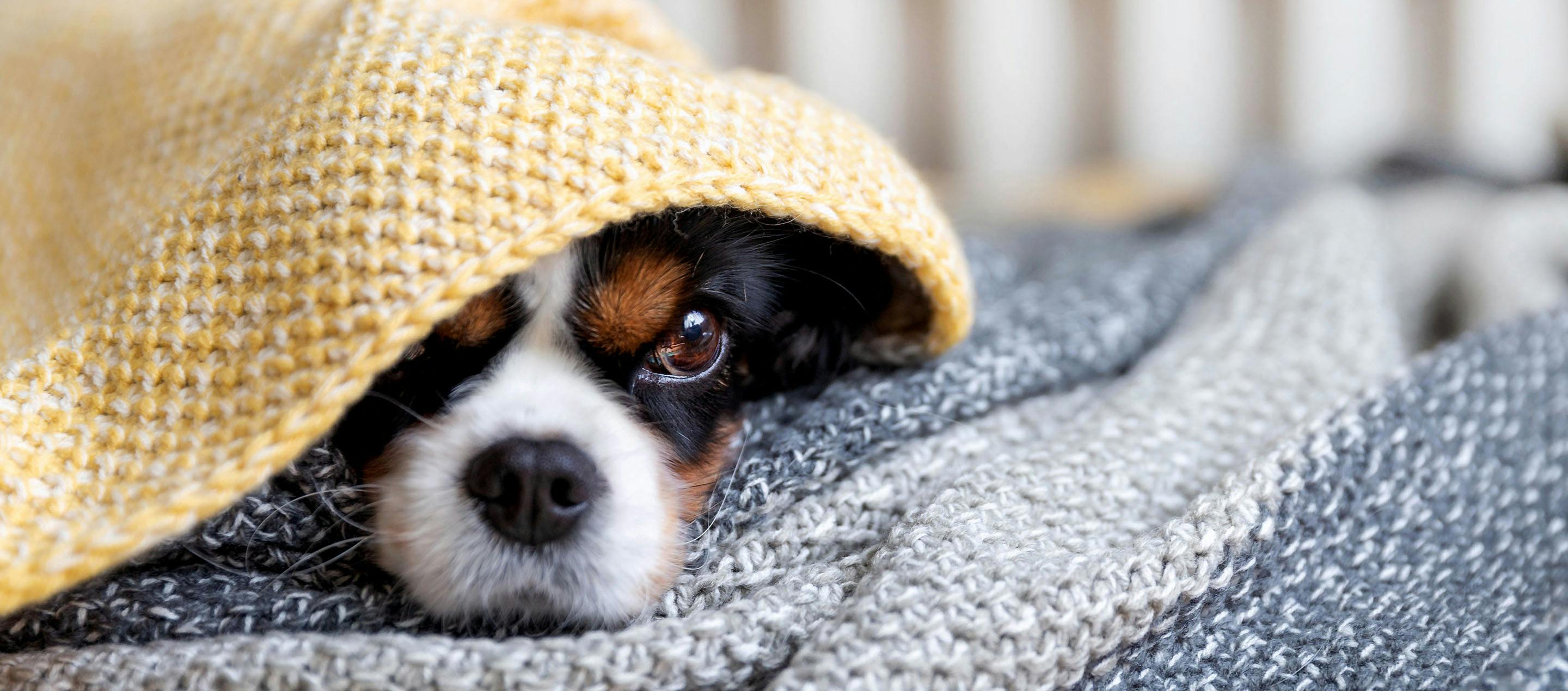 Supporting Local Businesses with Your Furry Friend: How to Shop Local with Your Pet this Season