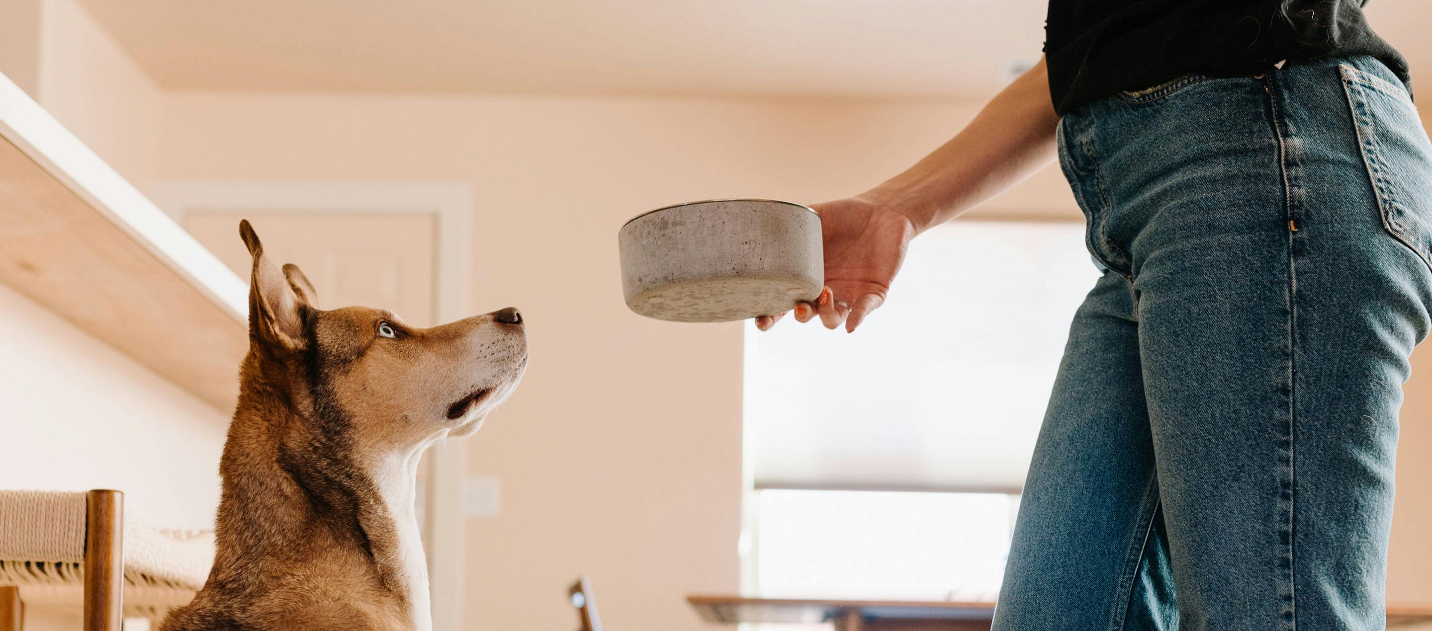 Managing Food Allergies and IBD in Dogs: The Role of Hydrolyzed Protein Dog Food
