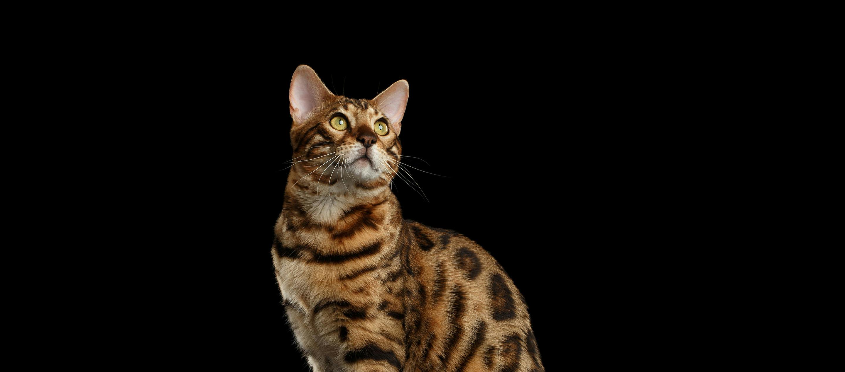 Wild Cats at Home: A Guide to Understanding and Caring for Hybrid Cat Breeds like Bengal and Savannah - Pros and Cons