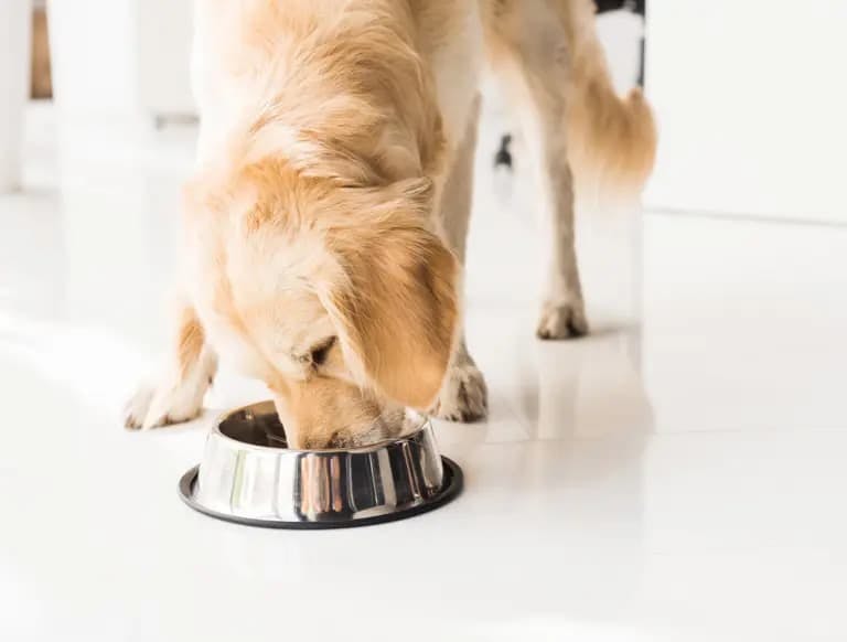 Raw Feeding 101: Avoiding Common Mistakes for a Balanced Diet for your Pet