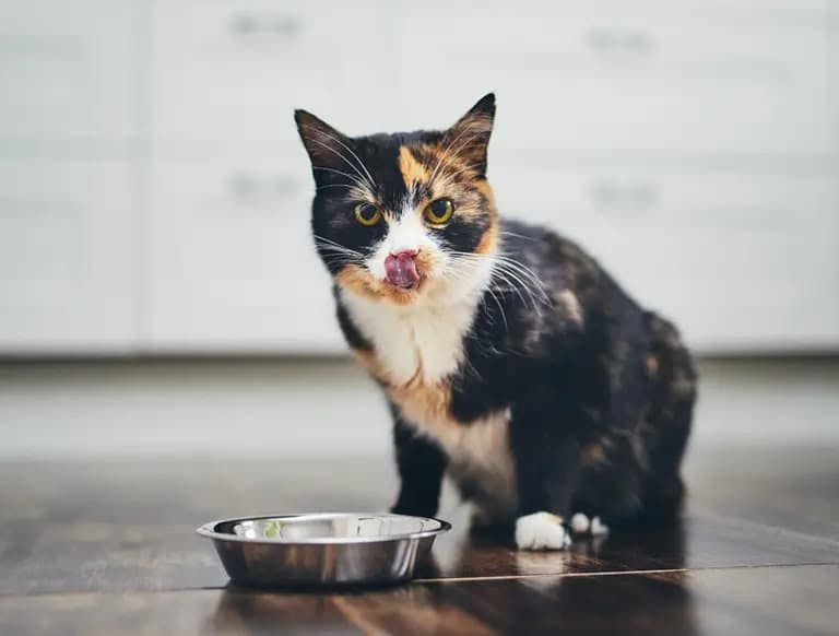 Expert Opinion: Dr. Patton on Why Cats Should Be Fed a Grain-Free Diet