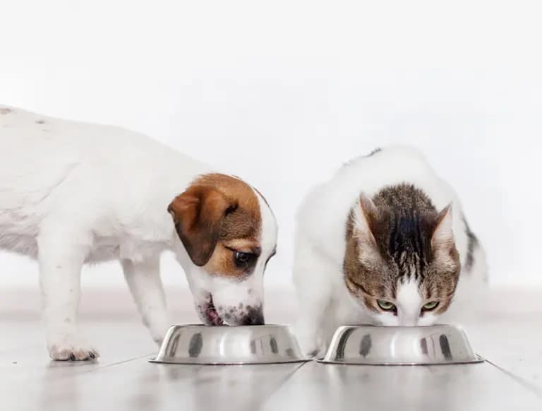 Unleash the Power of a Raw Food Diet: 6 Benefits of Feeding Your Pet Fresh in 2023