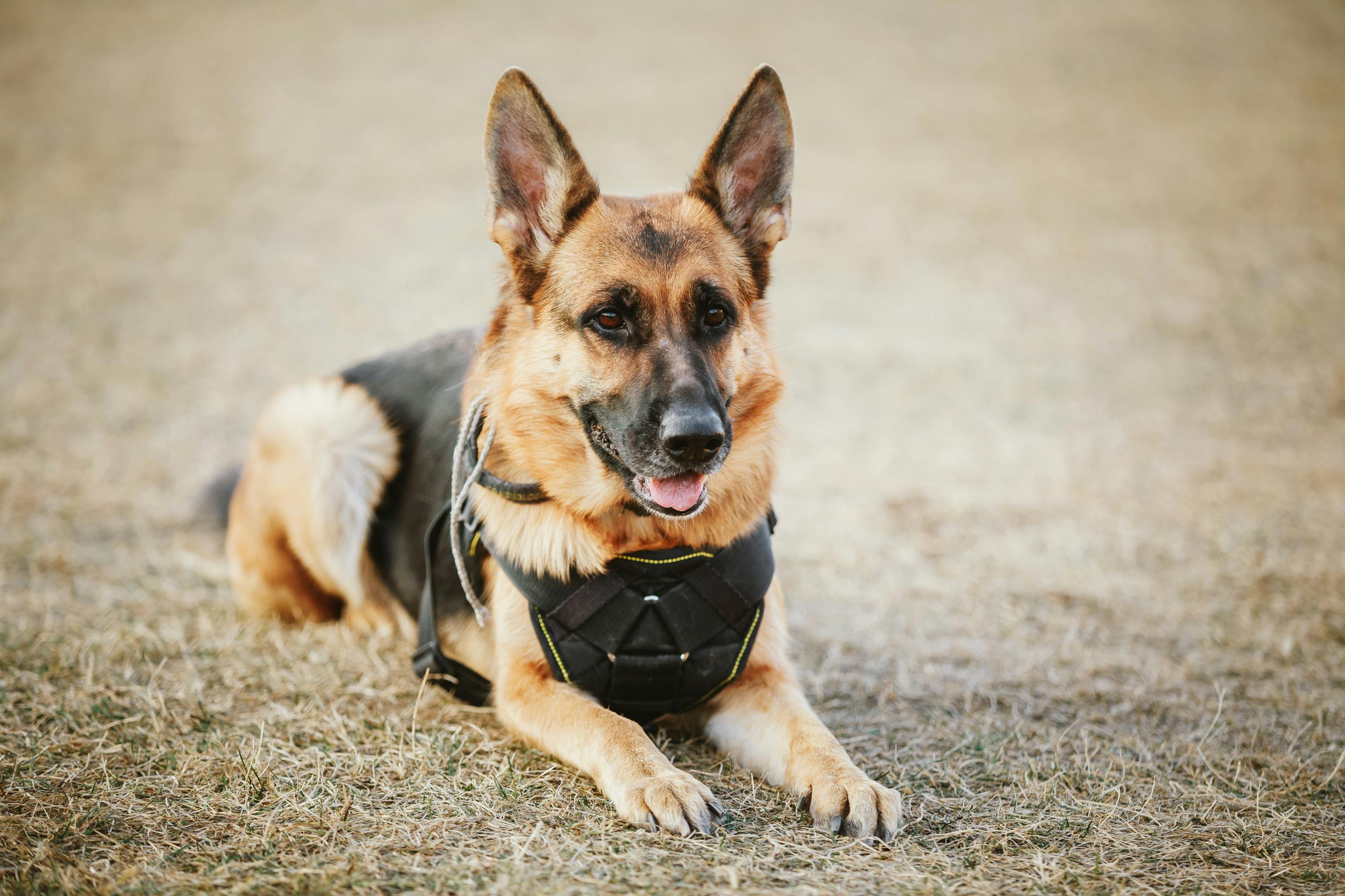 Service Dog Etiquette: The Dos and Don'ts of Interacting with Working Dogs and their Owners